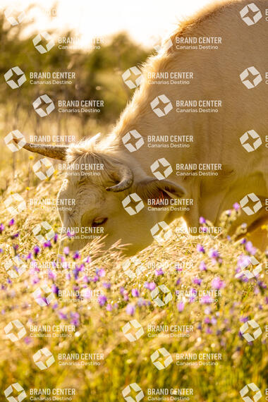 Vacas y flores en el campo