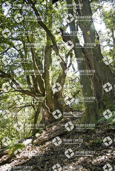 Sendero Contadero-El Cedro