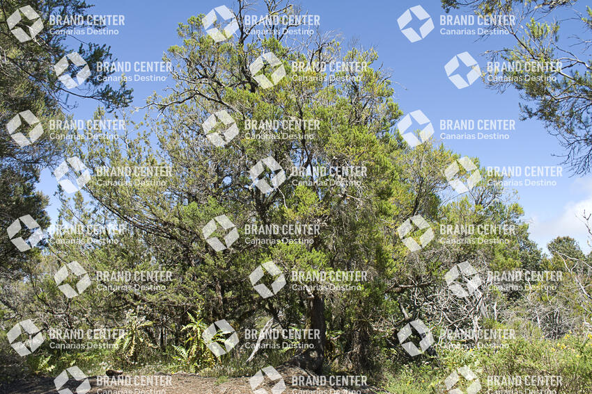 Sendero Contadero-El Cedro