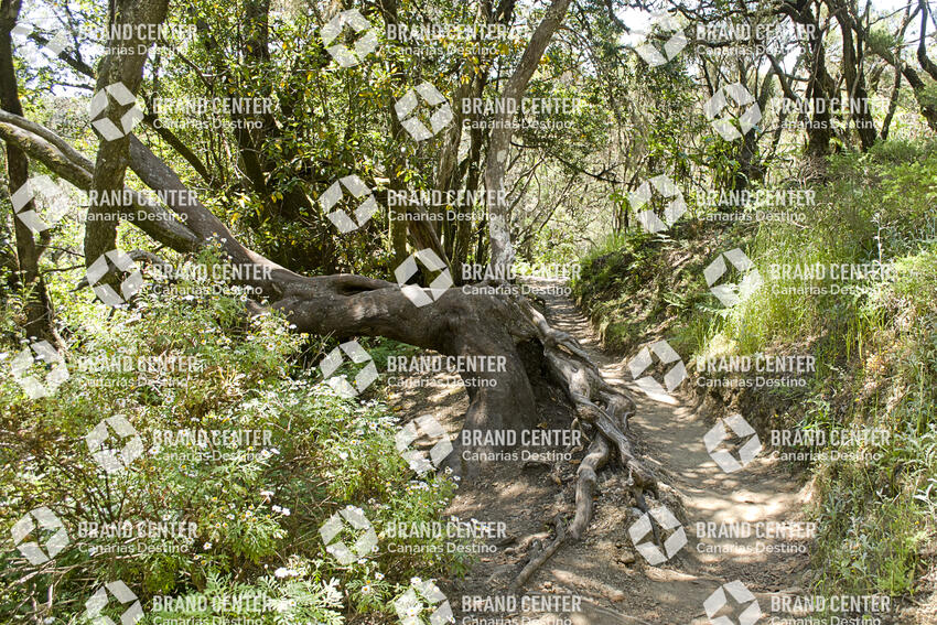 Sendero Contadero-El Cedro