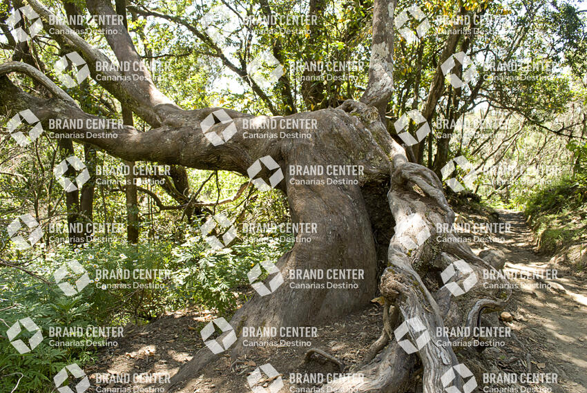 Sendero Contadero-El Cedro