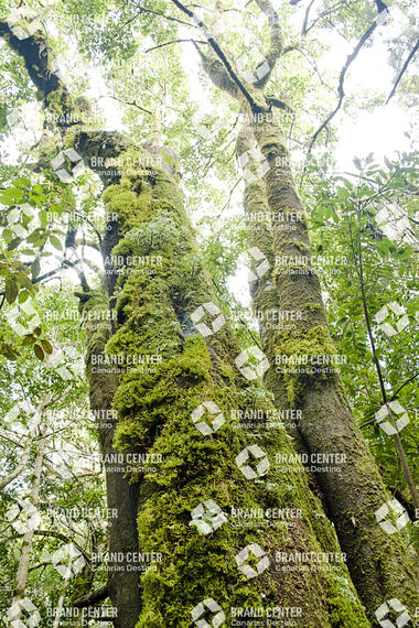 Sendero Contadero-El Cedro