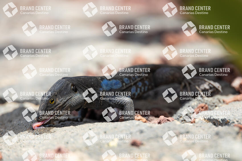 Lagarto de Tenerife