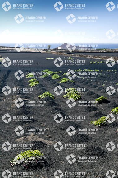 Sendero el Jable, Lanzarote