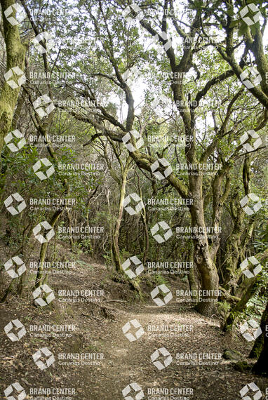Sendero La Faya
