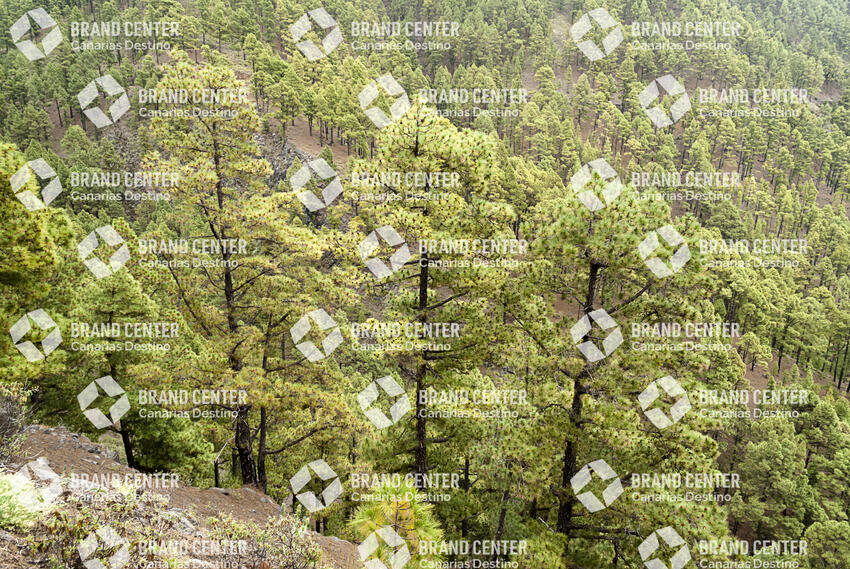 Sendero La Traviesa