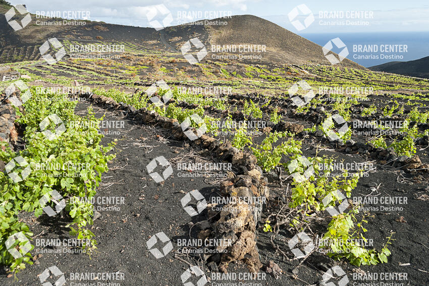 Sendero Volcanes de Fuencaliente, La Palma