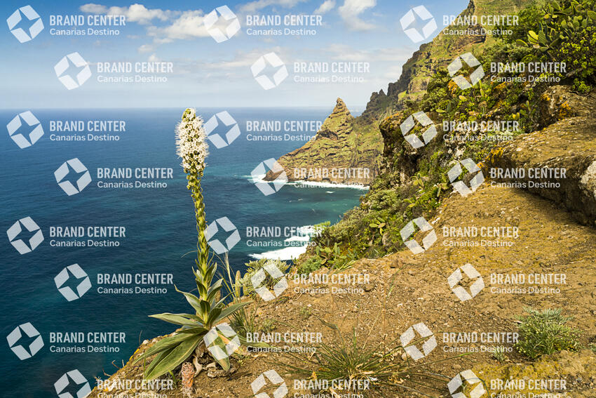 Cruz del Carmen Trail- Punta Hidalgo