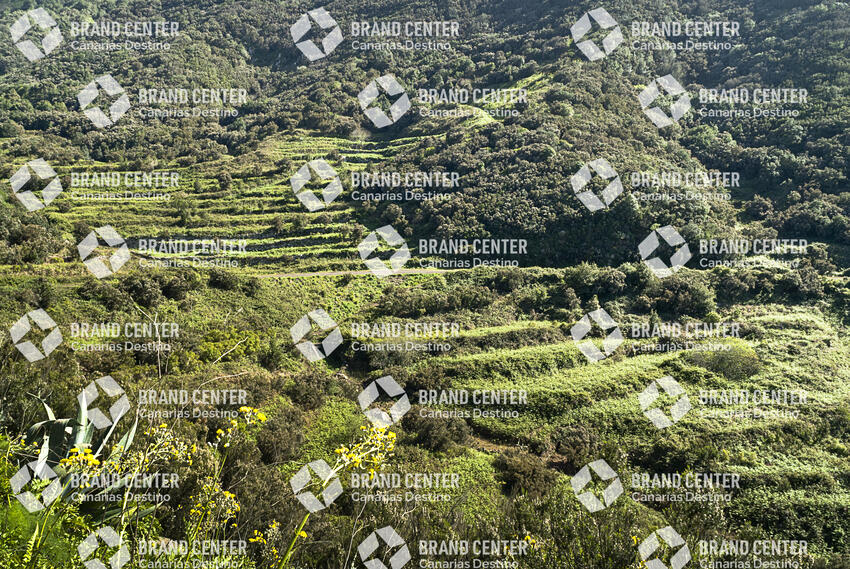 Sendero Monte del Agua, Tenerife