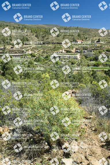Sendero Circular de las Vegas, Tenerife