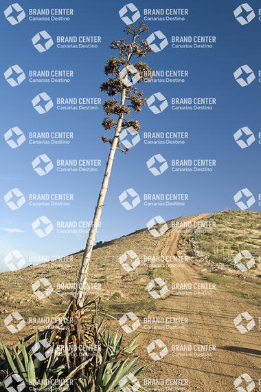 Sendero Betancuria - Valles de Ortega
