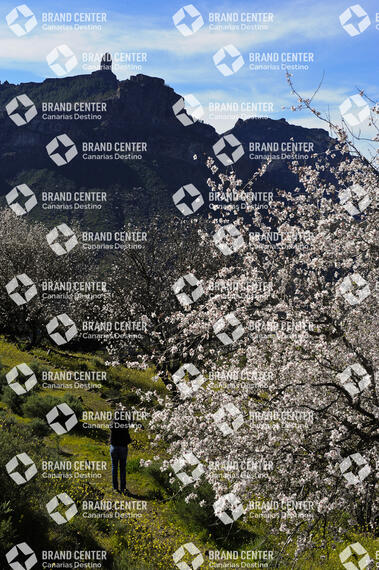 Almendro en flor en Tejeda