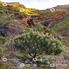 Tajinastes en el Valle de La Aldea