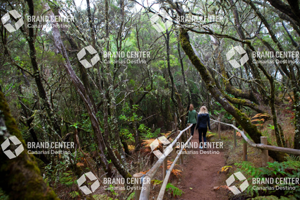Parque Nacional de Garajonay, Bosque del Cedro