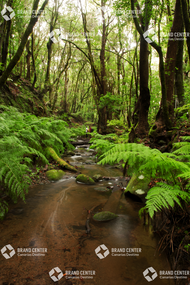 Bosque del Cedro. Parque Nacional de Garajonay