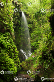 Bosque de los Tilos