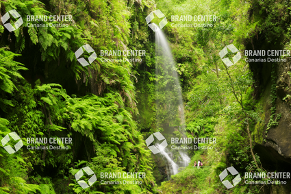 Bosque de los Tilos