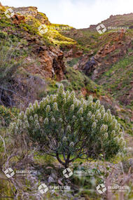 Tajinastes en el Valle de La Aldea