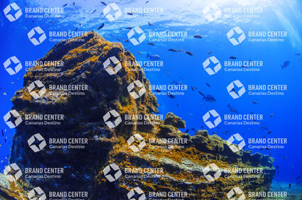 Underwater background. The Down