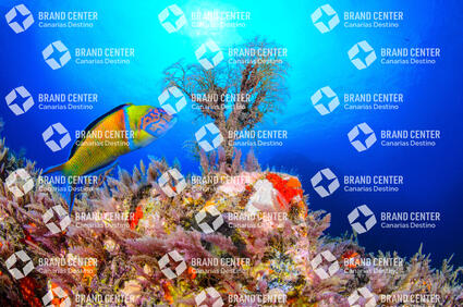 Underwater background. Cave Beach.