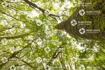 Garajonay National Park, Cedar Forest