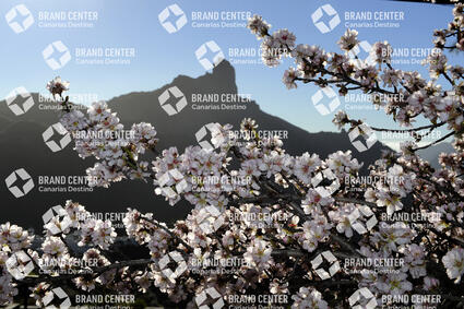 Almond blossom in Tejeda