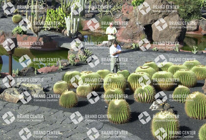 Cactus garden
