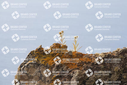 Lichen