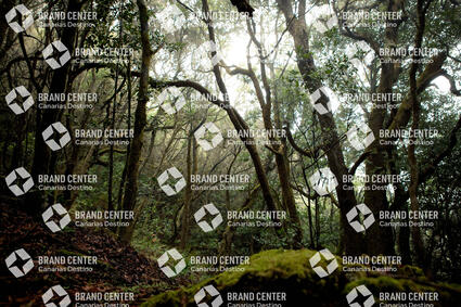 Parque Nacional de Garajonay, Bosque del Cedro