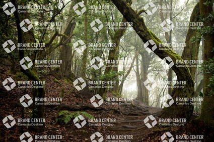 Garajonay National Park, Cedar Forest
