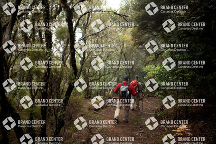 Garajonay National Park, Cedar Forest
