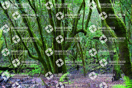Cedar Forest Garajonay National Park