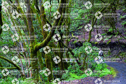 Bosque del Cedro. Parque Nacional de Garajonay