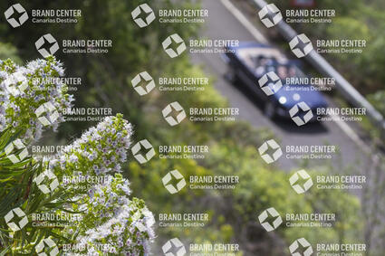 Route by car and white tajinaste