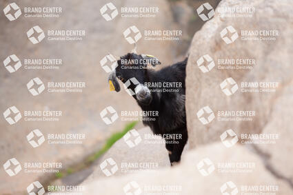Goat in the Peñitas Dam