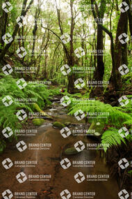 Cedar Forest Garajonay National Park