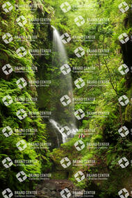 Tilos Forest