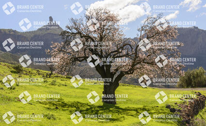 Almond tree Roque Nublo
