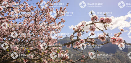 Almond blossom Tejeda
