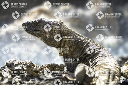 El Hierro Giant Lizard