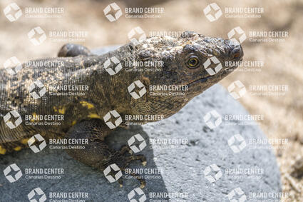 El Hierro Giant Lizard