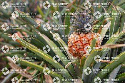 Piña Tropical