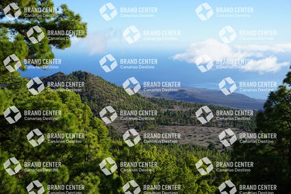 Canarian pine forest. 4x4 car route through forest tracks