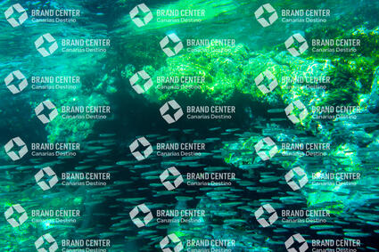 Seabed with fishes
