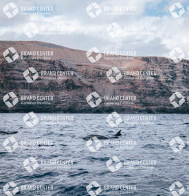 Delfines 