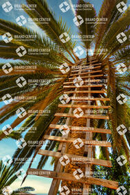 Palm Honey