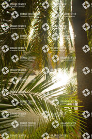 Palm trees on water
