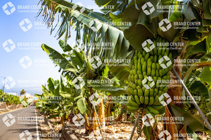 Bananas
