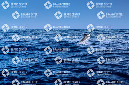 Blue Marlin