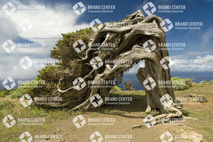 El Cres Trail